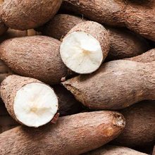 Manioc