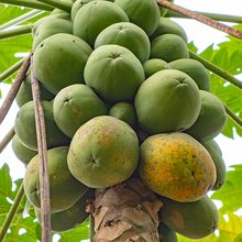 Papaye