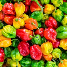 Piment